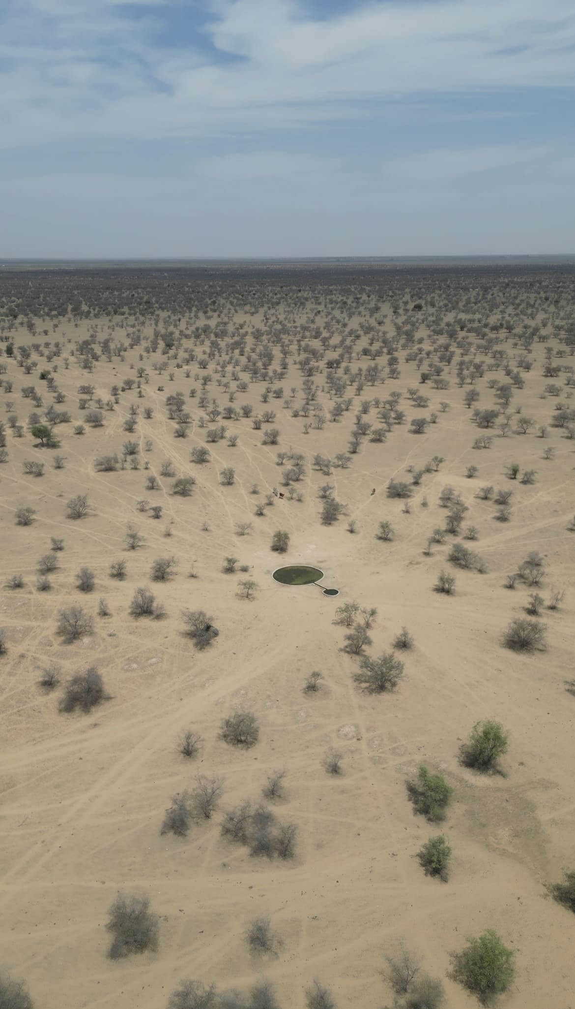 Radheshyam monitoring Great Indian Bustard habitat in the Thar Desert, documenting critical conservation data