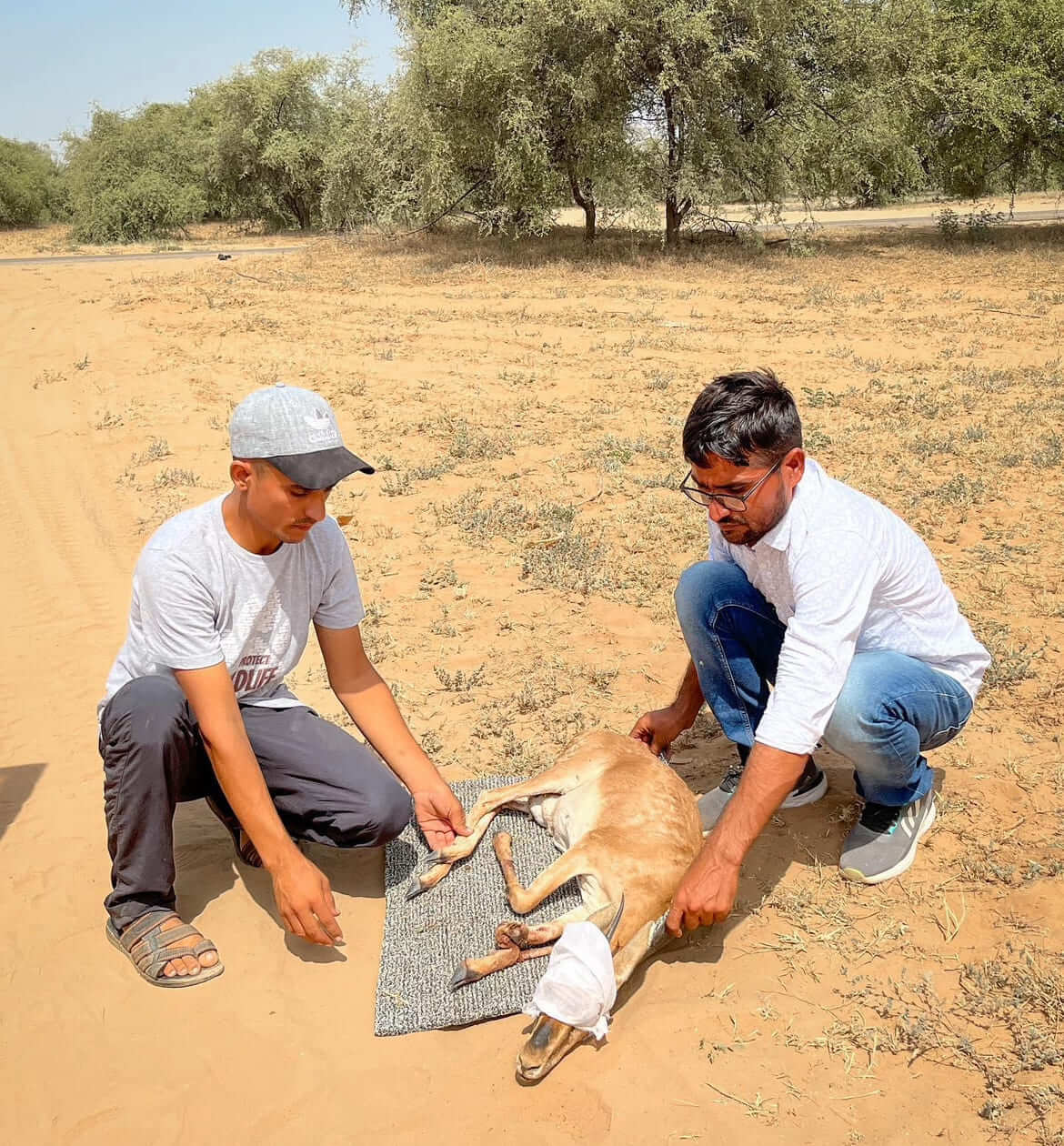 Radheshyam documenting Great Indian Bustard sightings in the field, part of his biodiversity monitoring work