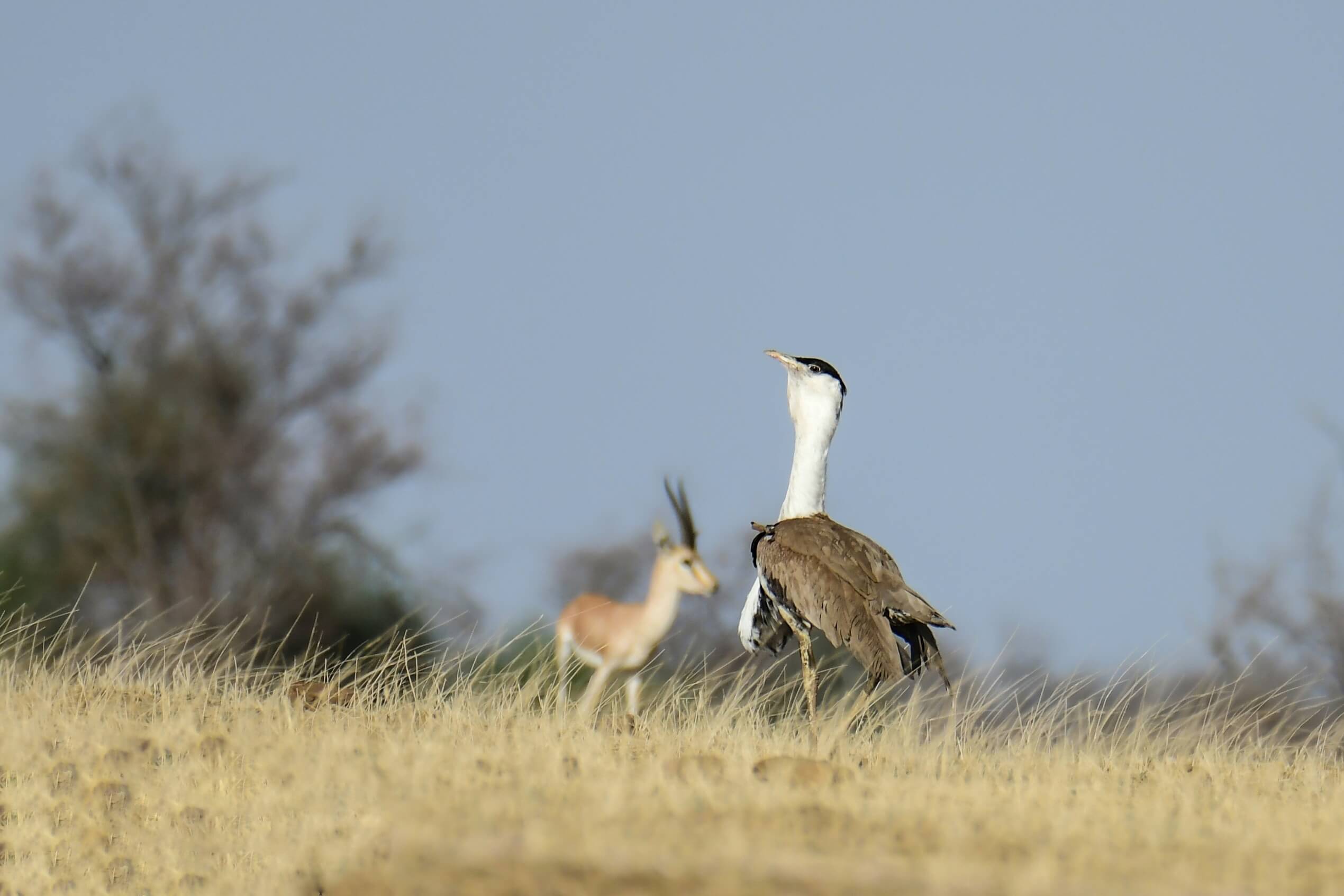 Radheshyam tracking wildlife movements in the Thar Desert during a field survey