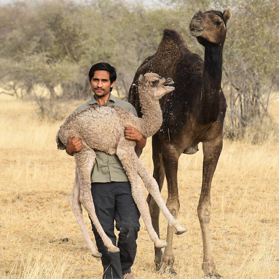 Radheshyam Bishnoi holding a baby camel with an adult camel in the background in the Thar Desert