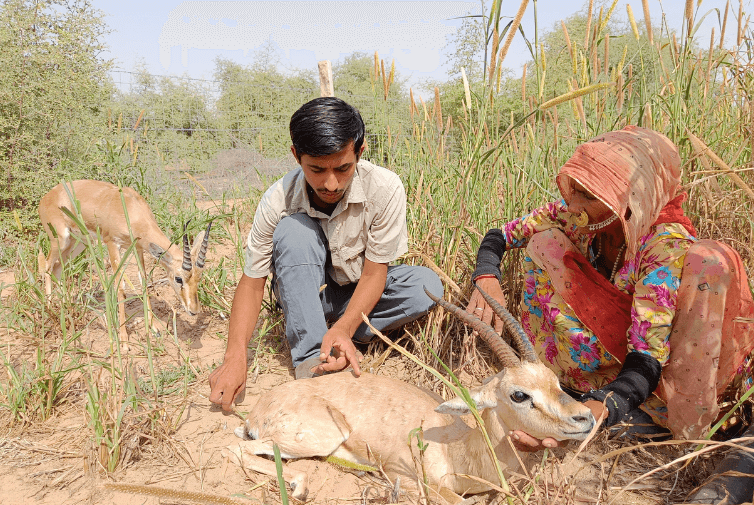 Radheshyam Bishnoi rescuing an injured desert animal, demonstrating his wildlife rescue work